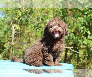 ShihPoo Puppy for sale in DYERSBURG, TN, USA
