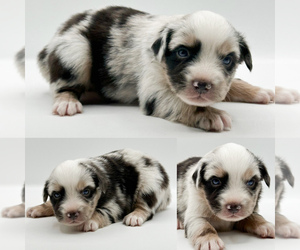 Miniature Australian Shepherd Puppy for sale in BROOKER, FL, USA