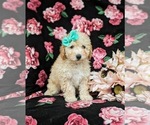 Small Photo #4 Poodle (Toy) Puppy For Sale in LINCOLN UNIVERSITY, PA, USA