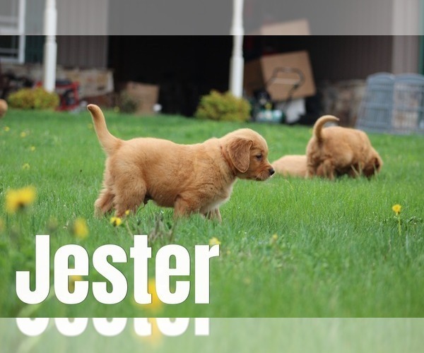 Medium Photo #1 Golden Retriever Puppy For Sale in MIDDLEBURG, PA, USA