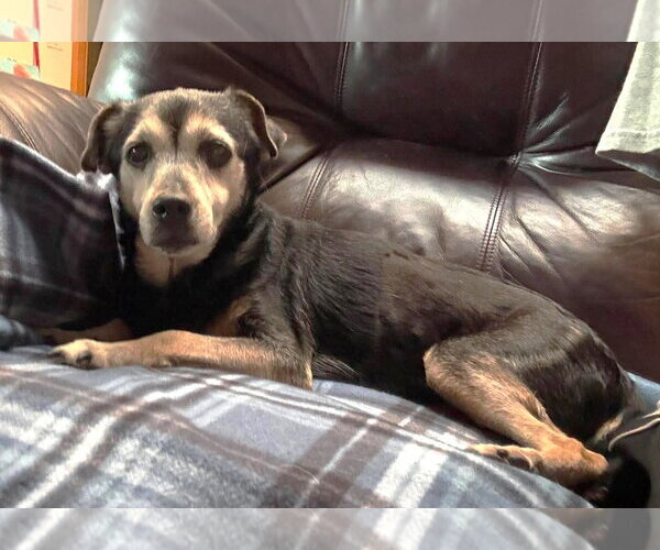 Medium Photo #7 Mutt Puppy For Sale in Boonton, NJ, USA