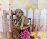 Small Photo #44 Aussiedoodle Puppy For Sale in COMMERCE, MI, USA