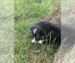 Small Photo #8 Miniature Australian Shepherd Puppy For Sale in BETHANY, IL, USA