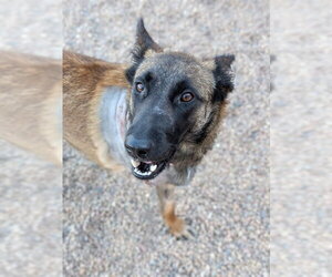 Mutt Dogs for adoption in Brighton, CO, USA