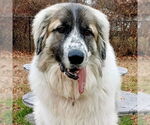 Small #16 Great Pyrenees Mix