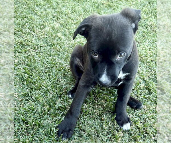 Medium Photo #1 Labrador Retriever-Unknown Mix Puppy For Sale in San Juan Capistrano, CA, USA