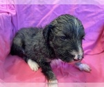 Small Photo #6 F2 Aussiedoodle Puppy For Sale in CHAPEL HILL, NC, USA