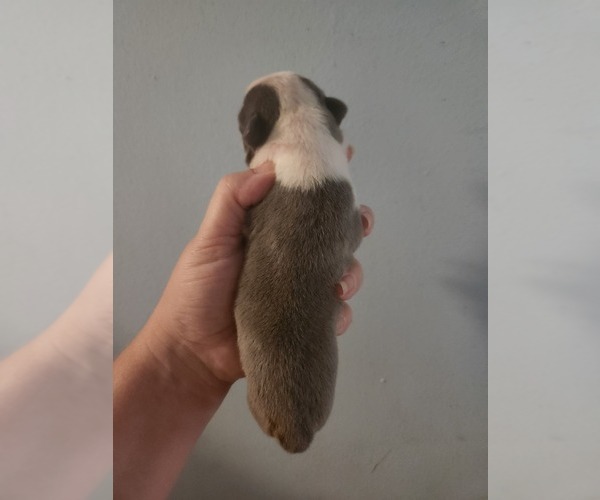 Medium Photo #1 Boston Terrier Puppy For Sale in MORRIS, AL, USA
