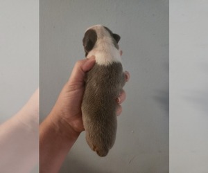Boston Terrier Puppy for sale in MORRIS, AL, USA