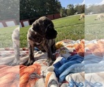 Small #1 Mastiff