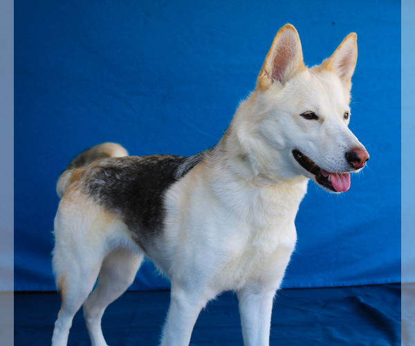 Medium Photo #2 Siberian Husky Puppy For Sale in Pasadena, CA, USA