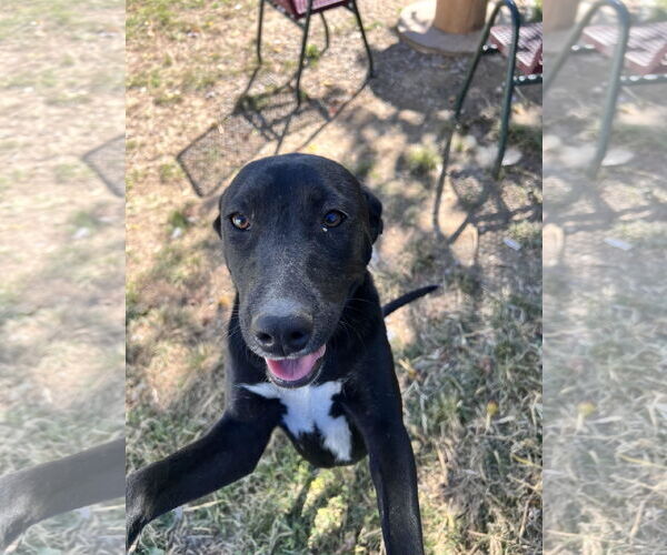 Medium Photo #3 Staffordshire Bull Terrier-Unknown Mix Puppy For Sale in Tracy City, TN, USA