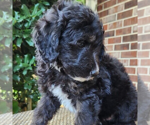 Medium Photo #4 F2 Aussiedoodle Puppy For Sale in COLUMBIA, TN, USA
