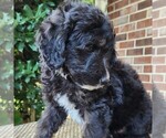 Small #3 F2 Aussiedoodle