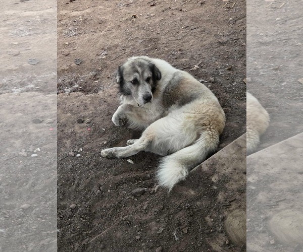 Medium Photo #3 Great Pyrenees Puppy For Sale in MIDWAY, UT, USA