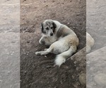 Small #2 Great Pyrenees