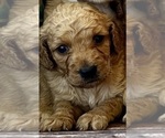 Puppy Piper Goldendoodle