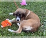 Small #2 Mutt