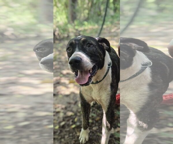 Medium Photo #2 Mutt Puppy For Sale in Jackson, MS, USA