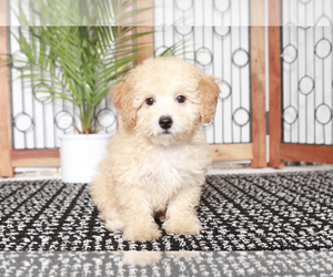 Poodle (Miniature) Puppy for sale in NAPLES, FL, USA
