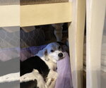 Small Photo #5 Bagle Hound Puppy For Sale in East Derry, NH, USA