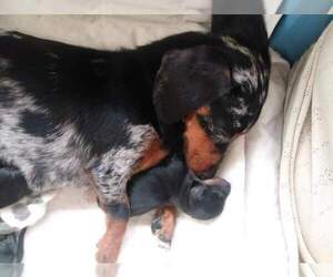 Mother of the Dachshund puppies born on 08/15/2019