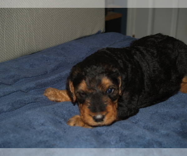 Medium Photo #8 Airedale Terrier Puppy For Sale in CHARLESTOWN, IN, USA