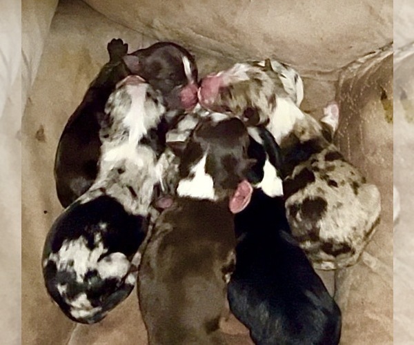 Medium Photo #1 Miniature Australian Shepherd Puppy For Sale in LONGVIEW, WA, USA