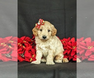 Goldendoodle Puppy for sale in CHRISTIANA, PA, USA