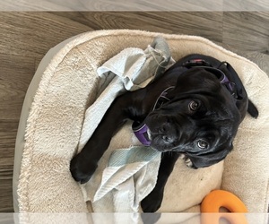 Cane Corso Puppy for sale in NEWARK, DE, USA