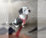 Small #2 American Boston Bull Terrier