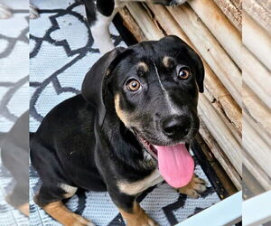 Catahoula Leopard Dog-Rottweiler Mix Dogs for adoption in Chicago, IL, USA