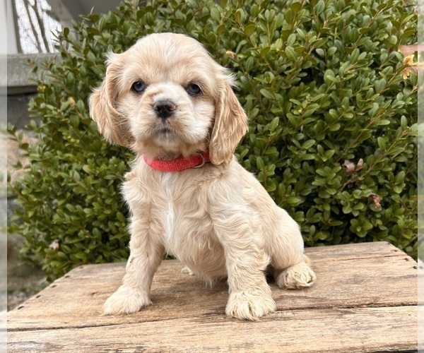 Medium Photo #5 Cocker-Pei Puppy For Sale in MIDDLEBURY, IN, USA