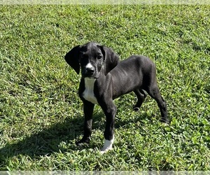 Great Dane Puppy for Sale in WINSTON-SALEM, North Carolina USA
