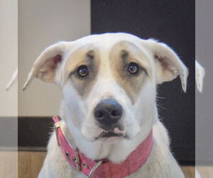Great Pyrenees-Unknown Mix Dogs for adoption in Huntley, IL, USA
