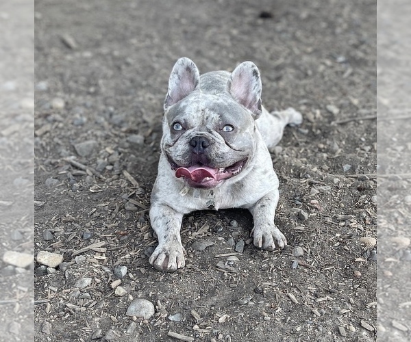 Medium Photo #1 French Bulldog Puppy For Sale in GIG HARBOR, WA, USA