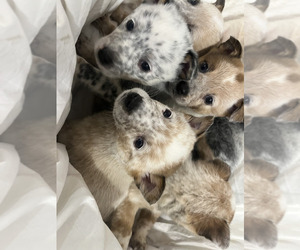 Australian Cattle Dog Puppy for sale in PUYALLUP, WA, USA
