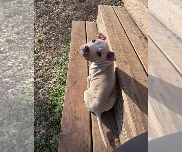 Medium Photo #2 American Bulldog-Unknown Mix Puppy For Sale in Greenville, SC, USA