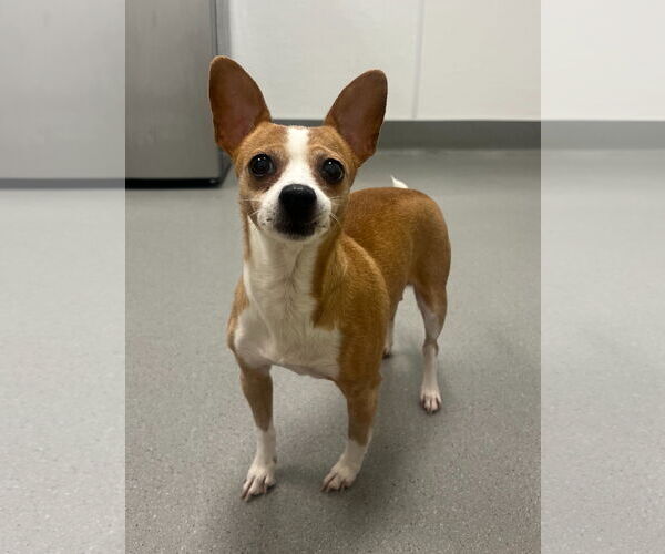Medium Photo #4 Beagle-Chihuahua Mix Puppy For Sale in San Francisco, CA, USA