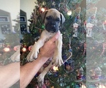 Puppy 3 Bullmastiff