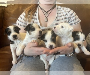 Parson Russell Terrier Puppy for sale in PEABODY, KS, USA