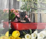 Image preview for Ad Listing. Nickname: Queenie