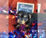 Small #2 Yorkshire Terrier