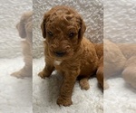 Puppy Puppy 8 Goldendoodle (Miniature)