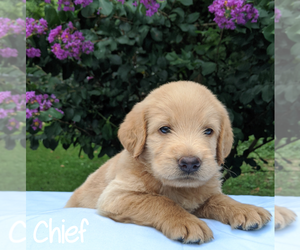 Labradoodle-Poodle (Standard) Mix Puppy for sale in LINDEN, TN, USA