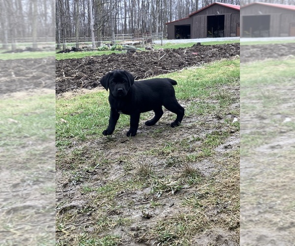 Medium Photo #1 Labsky Puppy For Sale in CANFIELD, OH, USA