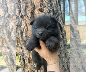 Schipperke Puppy for sale in SUNRIVER, OR, USA