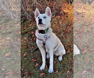 Willow - Female Siberian Husky Dog for Adoption - Photo #6