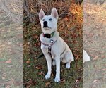 Small #5 Siberian Husky