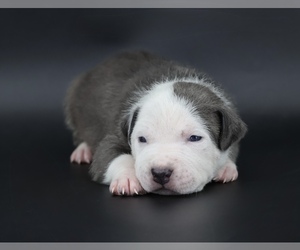 American Bully Puppy for sale in CHAMPAIGN, IL, USA